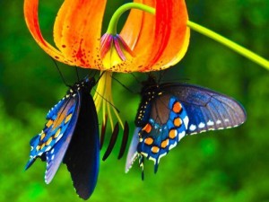 Two_Butterflies5